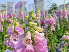 -海心沙亚运公园