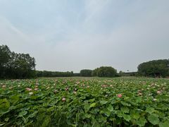 -东郊湿地公园