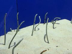 -上海海洋水族馆