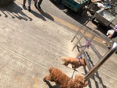 景观位-山东傻大粗粮煎饼(牛街店)