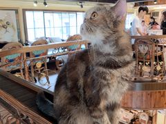 -more than meow吴止猫主题餐厅(承德 中船汇店)