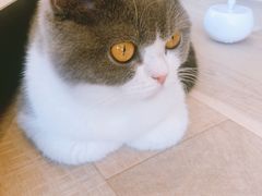 -CAT’S MEWSTAR CAFE·喵星球猫屋(晴湾咖啡店)