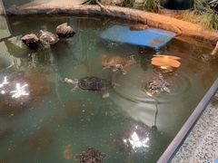 -上海大自然野生昆虫馆(东方明珠·爬宠昆虫探索中心)