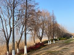 -西京湾花海