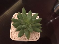 -喜来登酒店-盛宴标帜餐厅