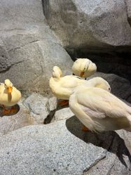 -Zoolung Zoolung动物主题公园(海信广场店)