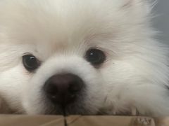-瑞鹏宠物医院·骨科·猫科·内科(第一中心)