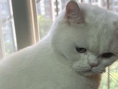 -安琪娜动物医院•健康管理•骨科•急重症诊疗中心