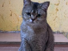 -喵小馆·猫咖狗咖猪咖·饮品店