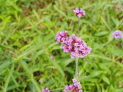 -君乐宝优致牧场