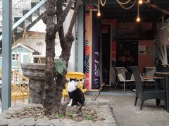 -喵屿·大理花园猫咖