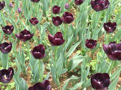 -洛阳郁金香牡丹园