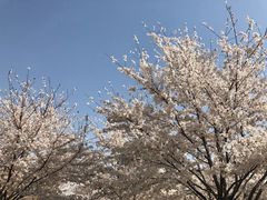 -古柏渡飞黄旅游区