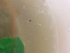 -老盛兴汤包馆(江宁一店)
