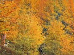 -苏木山森林公园