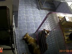 -波姐宠物家庭寄养