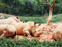-广州长隆野生动物世界