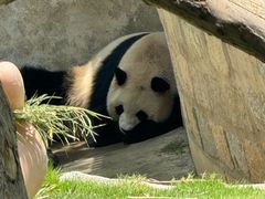 -上海野生动物园
