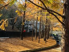 -白水寺森林公园