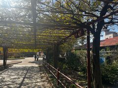 -嘉定紫藤园