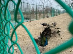 -泗洪洪泽湖湿地景区