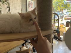 -平行世界·猫咖(首经贸店)