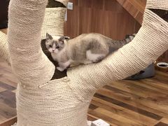-袖虎·猫馆(体育西路店)