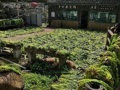 -宁波浙东大竹海景区