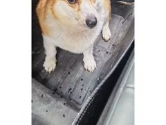 -联合动物医院(光谷诊疗中心)