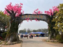 -天适樱花悠乐园