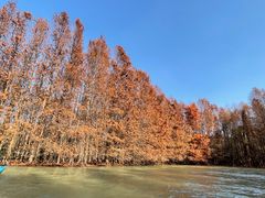 -上海海湾国家森林公园