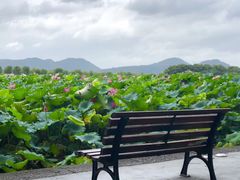 -西湖外事游船(湖滨二公园外事游船码头)