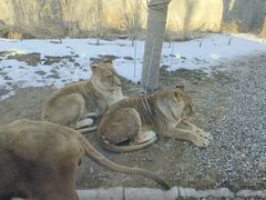 -北京野生动物园