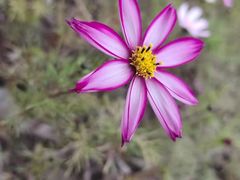 -春花秋色城市公园