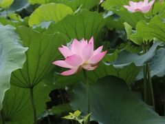 -荔湾湖公园
