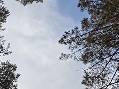 -美人松苑