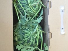 -南汇新场正宗水蜜桃采摘