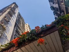 -成川茶店·潮汕工夫浓茶(万象店)