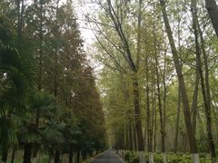 -合肥滨湖国家森林公园