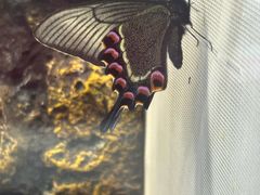 -正佳雨林生态植物园