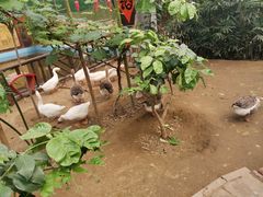 -呀路古热带植物园