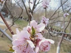 -桃花堤公园
