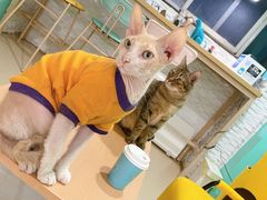 -猫在这儿猫咪咖啡馆·撸猫馆