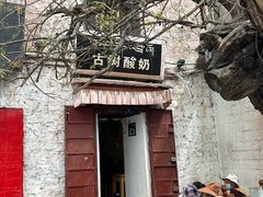 -古树酸奶(八廓南街店)