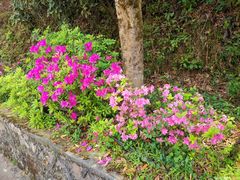 -梧桐山风景名胜区