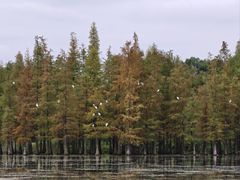 -白鹭湾湿地公园