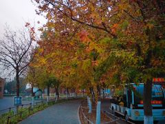 -大兴滨河森林公园