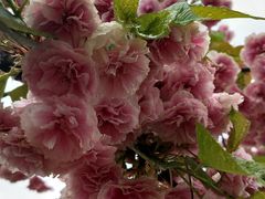 -绵阳盛世樱花悠乐谷