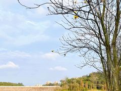 -黄山鲁森林公园