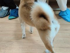 -是阿柴呀！柴犬咖啡·爱喵喵猫咖